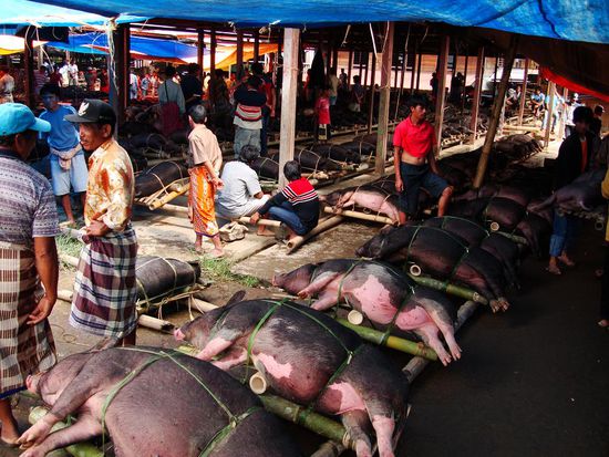 Alle Schweine sind auf Bambus aufgebunden ausgestellt und man kann sich das richtige aussuchen!