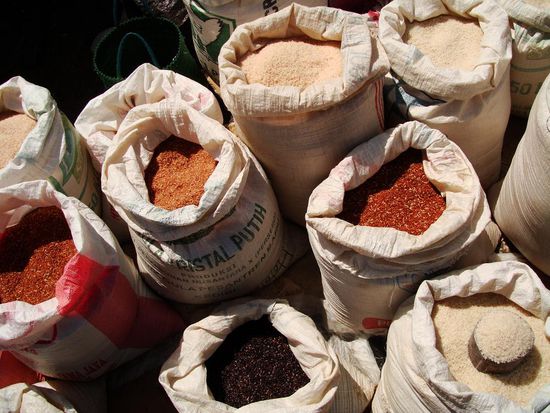 In Toraja werden 4 verschieden Sorten an Reis angepflanzt.