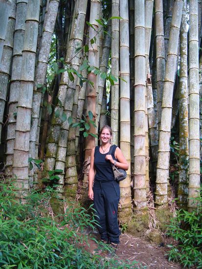 Das ist doch mal ein Bambus !