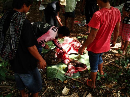 Zerlegen eines Schweins