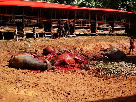 So sah dass dann am Ende der Zeremonie aus. Ziemlich blutige Angelegenheit