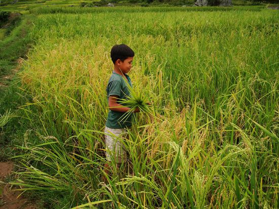 Von Klein auf wird hier bei der Reisernte geholfen!