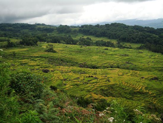 Ueberall Reisterrassen.