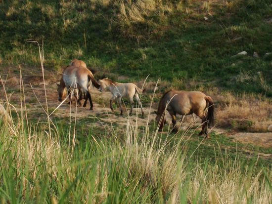 Thakiherde mit Jungwuchs