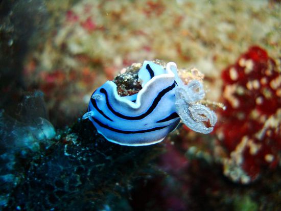 Die Nacktschnecken sind einfach faszinierend!