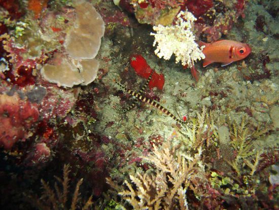 Auch die Pipefischli scheinen abends fitter zu sein!