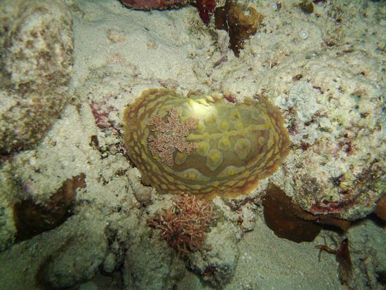 Diese Nacktschnecke war riesig!