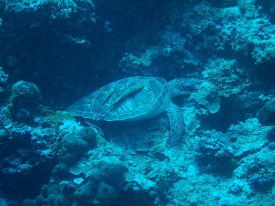zum Beispiel wunderschoene Schildkroeten.