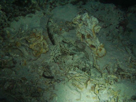 Hello Mr. Crocodilfish