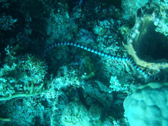 Und auch eine Seasnake kreuzte unseren Weg!
