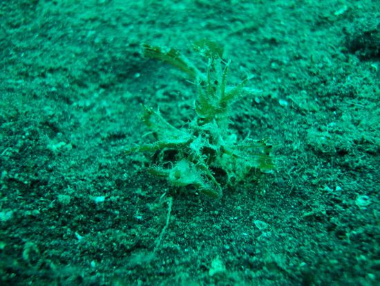 Ambon Skorpionfisch! Echt schraeges Ding!