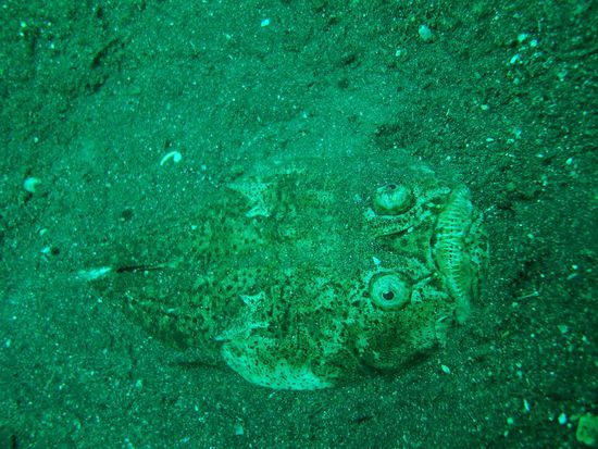 Stargazer, was fuer ein wunderschoener Fisch !
Genau dieser hat ca. 30sek vor dem Foto einen flying Gunard verspeist... krass!