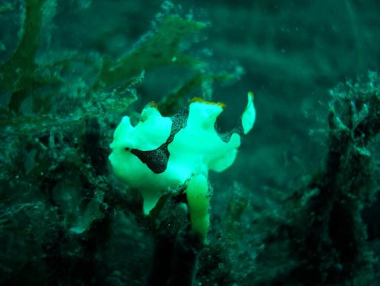 Clown Frogfish, wunderschoen gefaerbt!