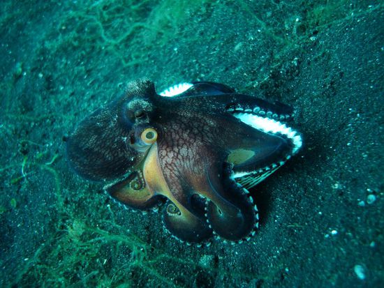 Wunderschoener Coconut Octopus!