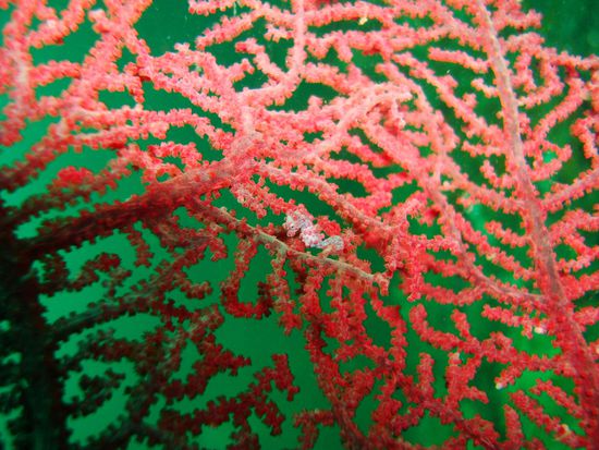 Pygmy Seahorse. Winzig, winzig klein! Un super getarnt!