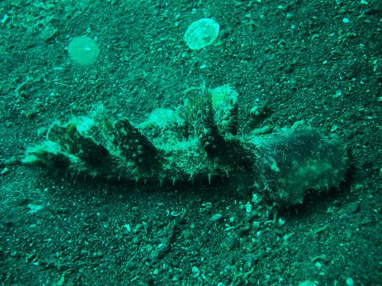 Das war eine riesige, ganz spezielle Nacktschnecke!