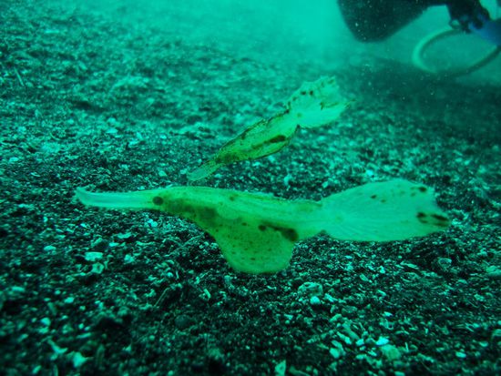 Kaum zu glauben, was es fuer Kreaturen es hier gibt.