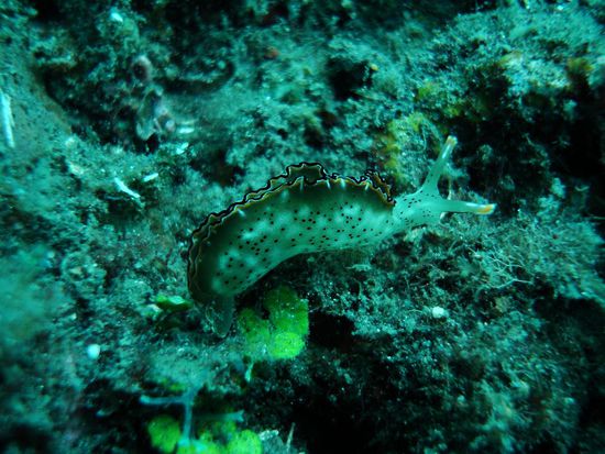 Noch mehr Nacktschnecken....