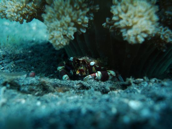 Der hat sich aber nicht gut versteckt 