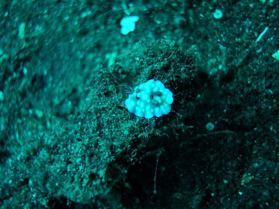 Sorry, aber es hatte einfach soooo viele Nacktschnecken!