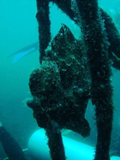 Hart zu finden, obwohl es ein riesiger Frogfish war!