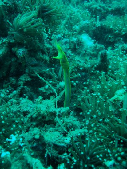 Ribbon eel