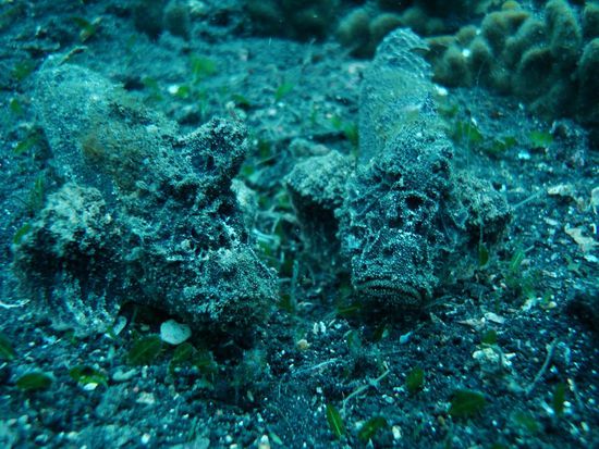 Leicht zu uebersehen! 2 Kumpels am chillen...