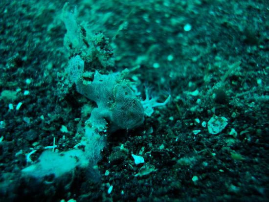 Dieser Frogfish war winzig klein. Trotzdem wurde er von Marco gefunden. Nicht schlecht!