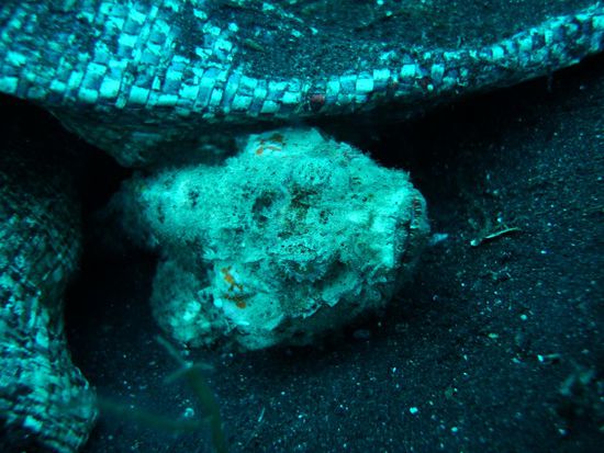 Heino unter den Scorpionfischen