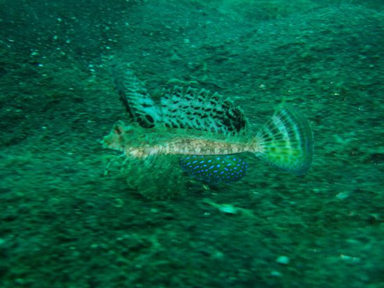 Dragonet auf der Flucht