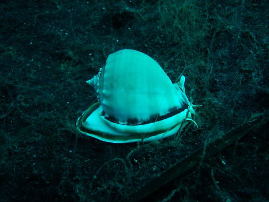 Mal eine Schnecke mit Haus.