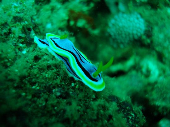 ... und zurueck zu den Nacktschnecken...