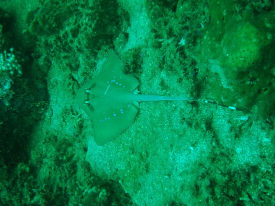 Auch wunderschoene Bluespotted Stingrays kreuzten ab und zu unseren Weg!