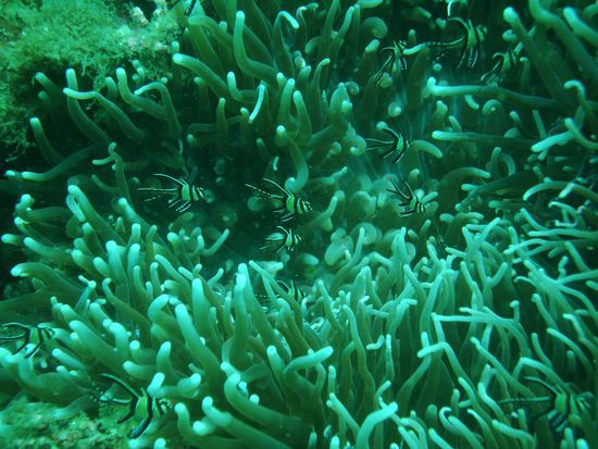 Diese kleinen Fischli waren auch mega cool. Und immer gut bewacht von Clownfischen.