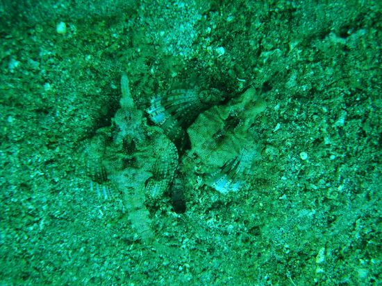 Seamouth! Fuer uns sahen die aus wie Unterwasser-Chicken!