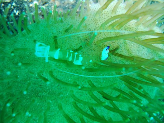 Anemonen shrimps sind auch ziemlich cool 