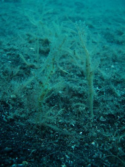 Seegras oder doch Ghost pipe fish?