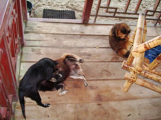 Unsere Leibwaechter!