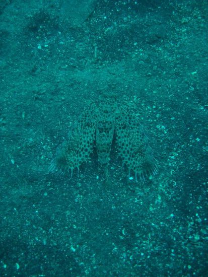 Noch so ein komisches Ding. Flying Gunard!