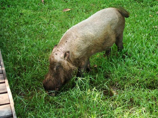 So ein niedliches Schweinchen 