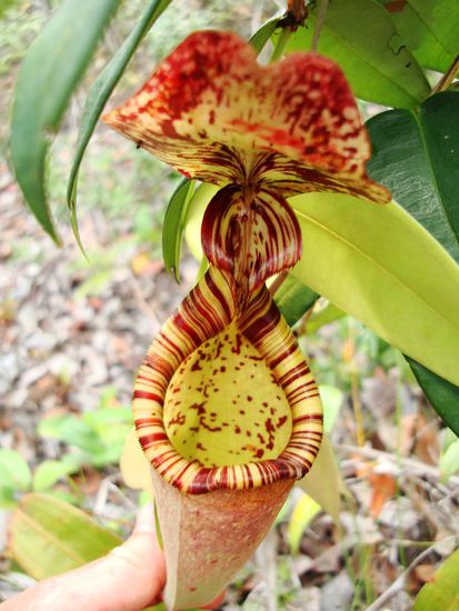 So was haben wir in der Wildnis noch nie gesehen!