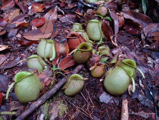 Im Schutz der Baeume entdeckten wir einen weiteren Fleischfresser!