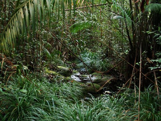 Der Dschungel hier ist absolut genial