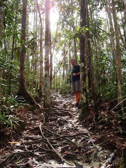 Kaum begehbarer Wurzelpfad...