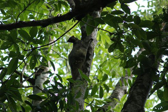Flying Lemur