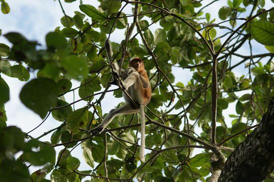 Die Weibchen und Jungtiere haben keine Riesennase...