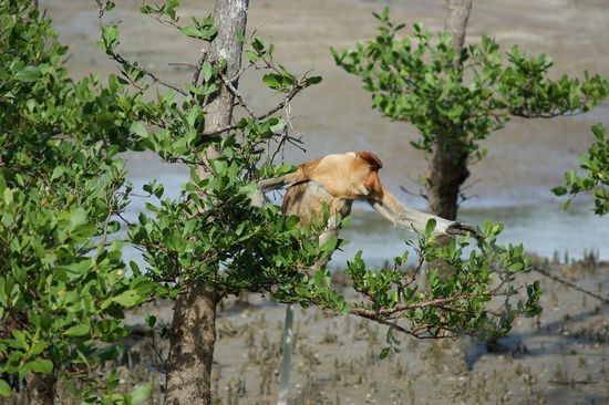 ..aber guckt euch dieses Maennchen an!