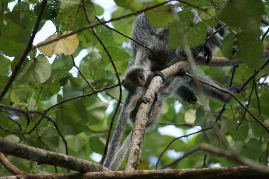...aber wir fanden das suesse Baby-Aeffchen trotzdem.