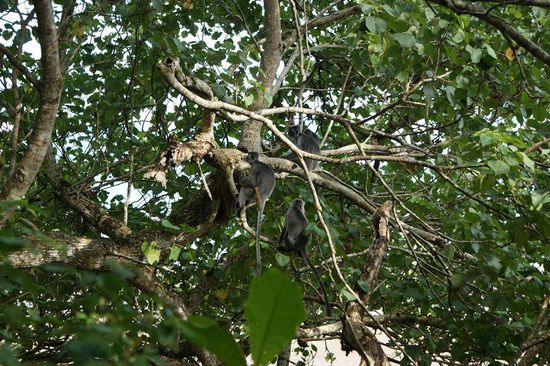 Gut getarnt sitzen sie im Baum...