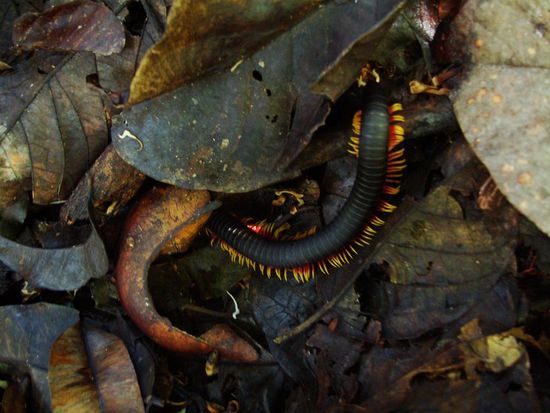 Ein Tausendfuessler ist auch noch mitgelaufen.